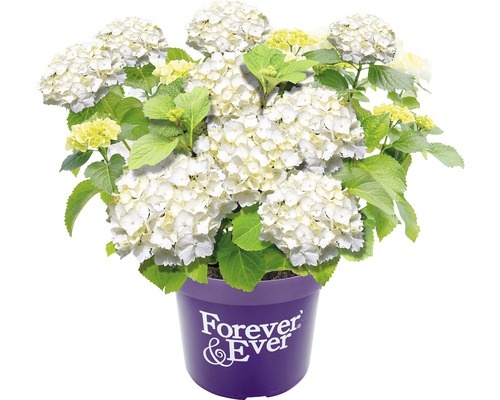 Witte hortensia in pot