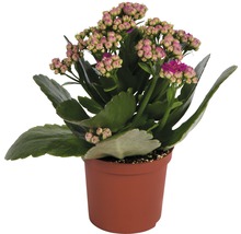 Kalanchoë plant in pot