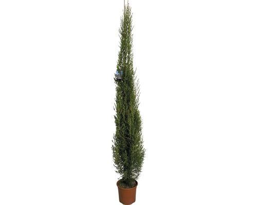 FLORASELF Cypres Cupressus Sempervirens potmaat Ø 22 cm H 130-150 cm