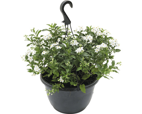 FLORASELF Klimmende nachtschade Solanum jasminoides potmaat Ø 27 cm H 20 cm