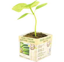 Augurkenplant in pot