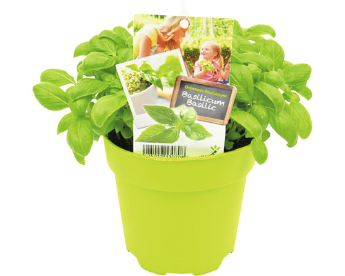 Basilicumplant in pot met etiket