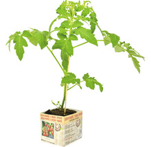 Cherrytomaat in pot met houten stok