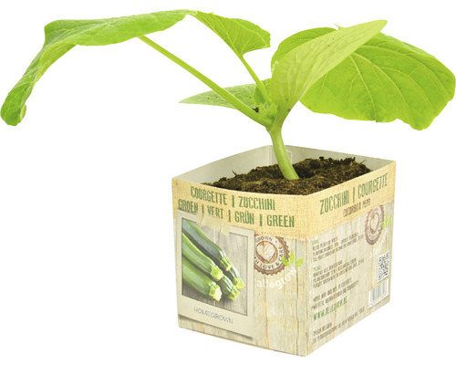 FLORASELF Courgette Cucurbita pepo potmaat 11x11 cm H 15-25 cm FLORASELF Courgette Cucurbita pepo potmaat 11x11 cm H 15-25 cm