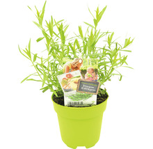 FLORASELF Dragon Artemisia Dracunculus potmaat Ø 13,0 cm H 5-15 cm