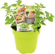 FLORASELF Oregano Origanum Vulgare potmaat Ø 13,0 cm H 5-15 cm