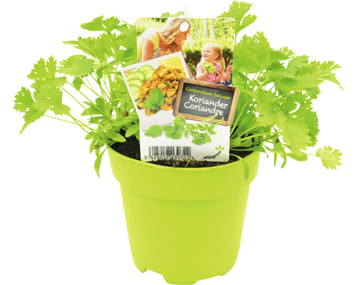 Korianderplant in pot voor de tuin