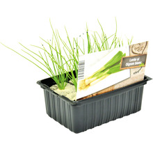 FLORASELF Lente ui Allium cepa H 3-5 cm set 6 st