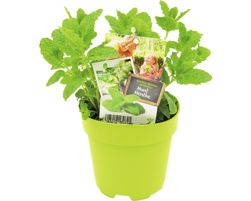 FLORASELF Marokkaanse munt Mentha Spicata Moroccan potmaat Ø 13,0 cm H 5-15 cm Marokkaanse munt in pot