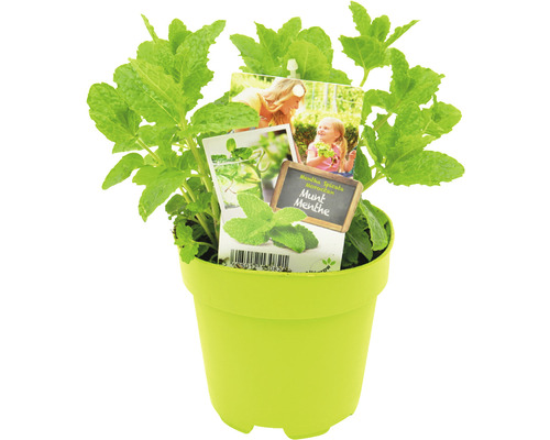 Marokkaanse munt in pot