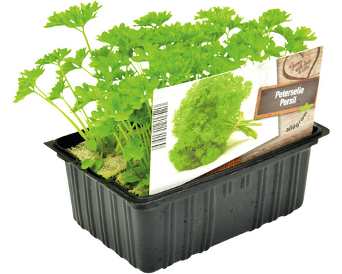 Peterselie in kweekpot