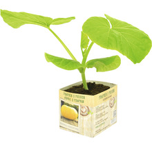 Jonge pompoenplant in pot