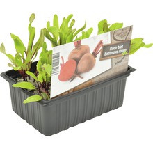 Rode bieten jonge planten in een kweekbak
