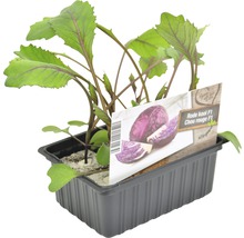 Jonge planten van rode kool in een kweekbak