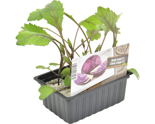 Jonge planten van rode kool in een kweekbak