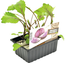 Jonge rode koolplant in kweekbak