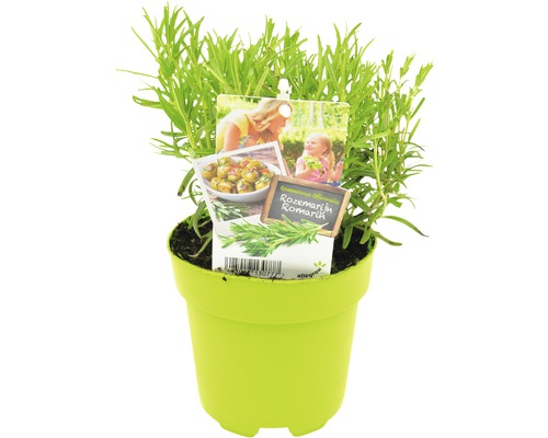 Rozemarijnplant in pot met etiket