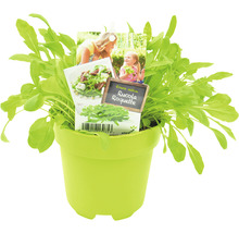 Rucola plant in pot