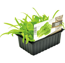 Spinazieplant in kweekpot