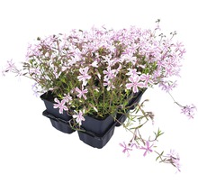 Aubrieta in pot