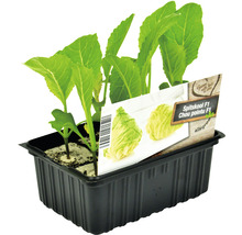Puntkool F1 jonge planten in kweekpot