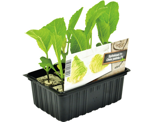 FLORASELF Spitskool Brassica oleracea capitata alba conica H 3-5 cm set 6 st Puntkool F1 jonge planten in kweekpot