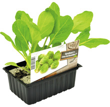 FLORASELF Spruitkool Brassica oleracea oleracea gemmifera H 3-5 cm set 6 st