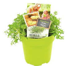 FLORASELF Tijm Thymus Vulgaris potmaat Ø 13,0 cm H 5-15 cm