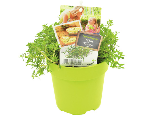 Tijm in pot