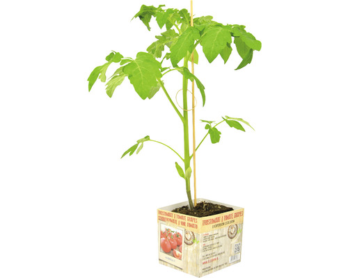 FLORASELF Tomatenplant Trostomaat Solanum lycopersicum potmaat 11x11 cm H 15-25 cm Tomatenplant in pot met steunstok
