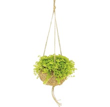 FLORASELF Kokodama pilea depressa Ø15 cm H35 cm