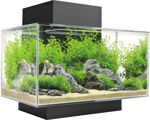 Decoratief aquarium met planten en stenen