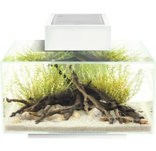 Aquarium met planten, stenen, wortelhout en verlichting