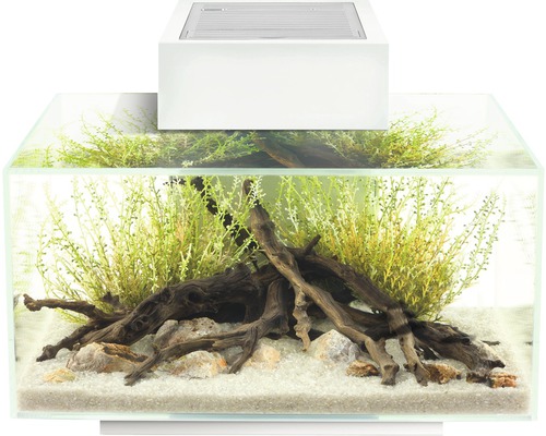 Aquarium met planten, stenen, wortelhout en verlichting