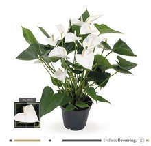 Anthurium in pot met witte bloemen en groene bladeren