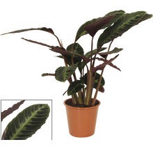 Gebedsplant in pot