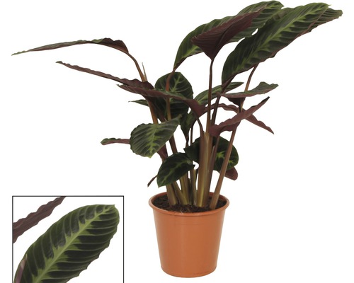 Gebedsplant in pot
