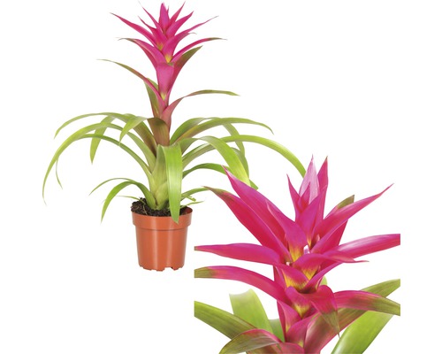 Bromelia kamerplant in pot