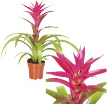 Guzmania kamerplant in pot