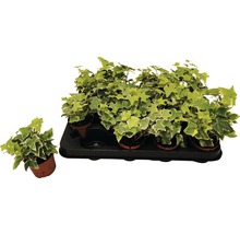 Klimop planten in potten op een bak