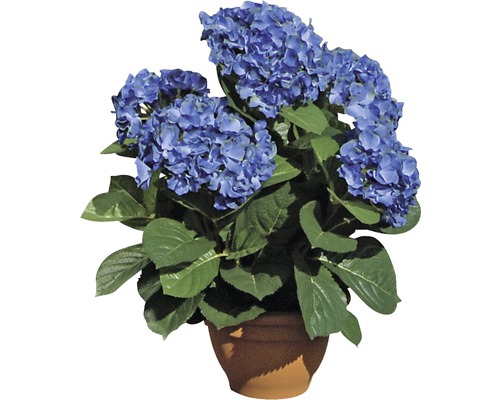 Blauwe hortensia in pot