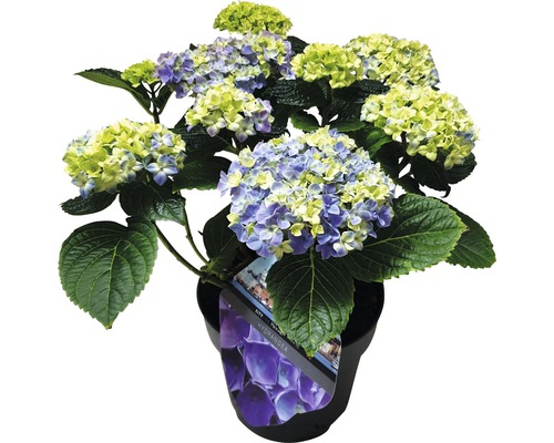 Hortensia in pot met blauwgele bloemen