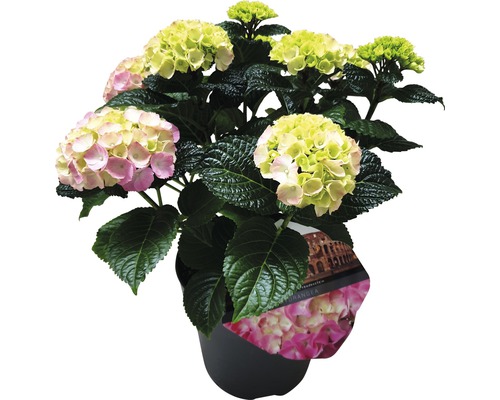 Hortensia in pot met groene en roze bloemen