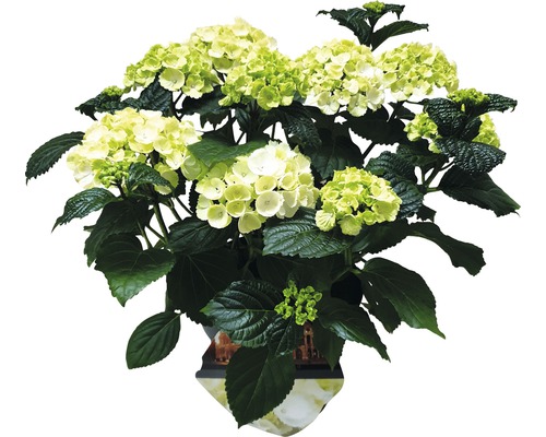 Hortensia in pot met groene en witte bloemen