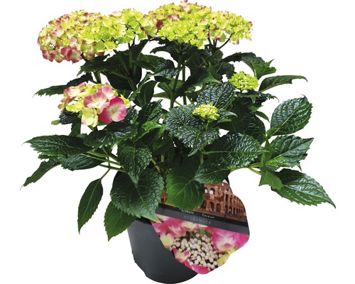 Hortensia in pot