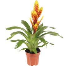 Vriesea kamerplant in pot