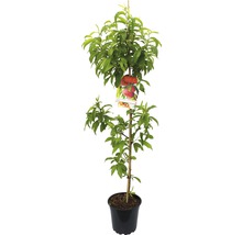 Perzikboom in pot