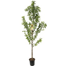 Perzikboom in pot