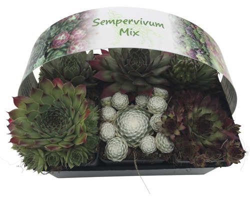 Sempervivum mix in een schaal.