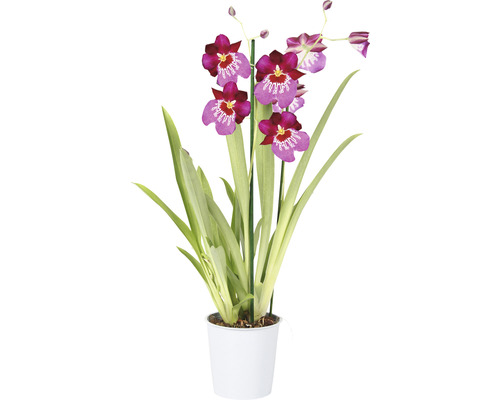 Miltonia Orchidee in een pot